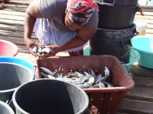 Sal Kaapverdië verse vis