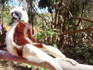 Madagascar Sifaka