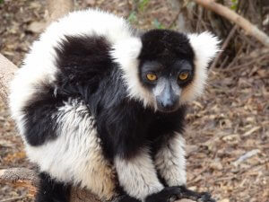 Madagascar Tana Zwart-witte lemuur
