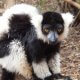 Madagascar Tana Zwart-witte lemuur