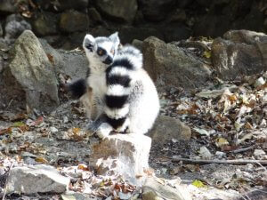 Madagascar Isalo Park schattige Ringstaartmaki