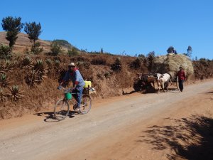Madagascar fietstocht ossenkar