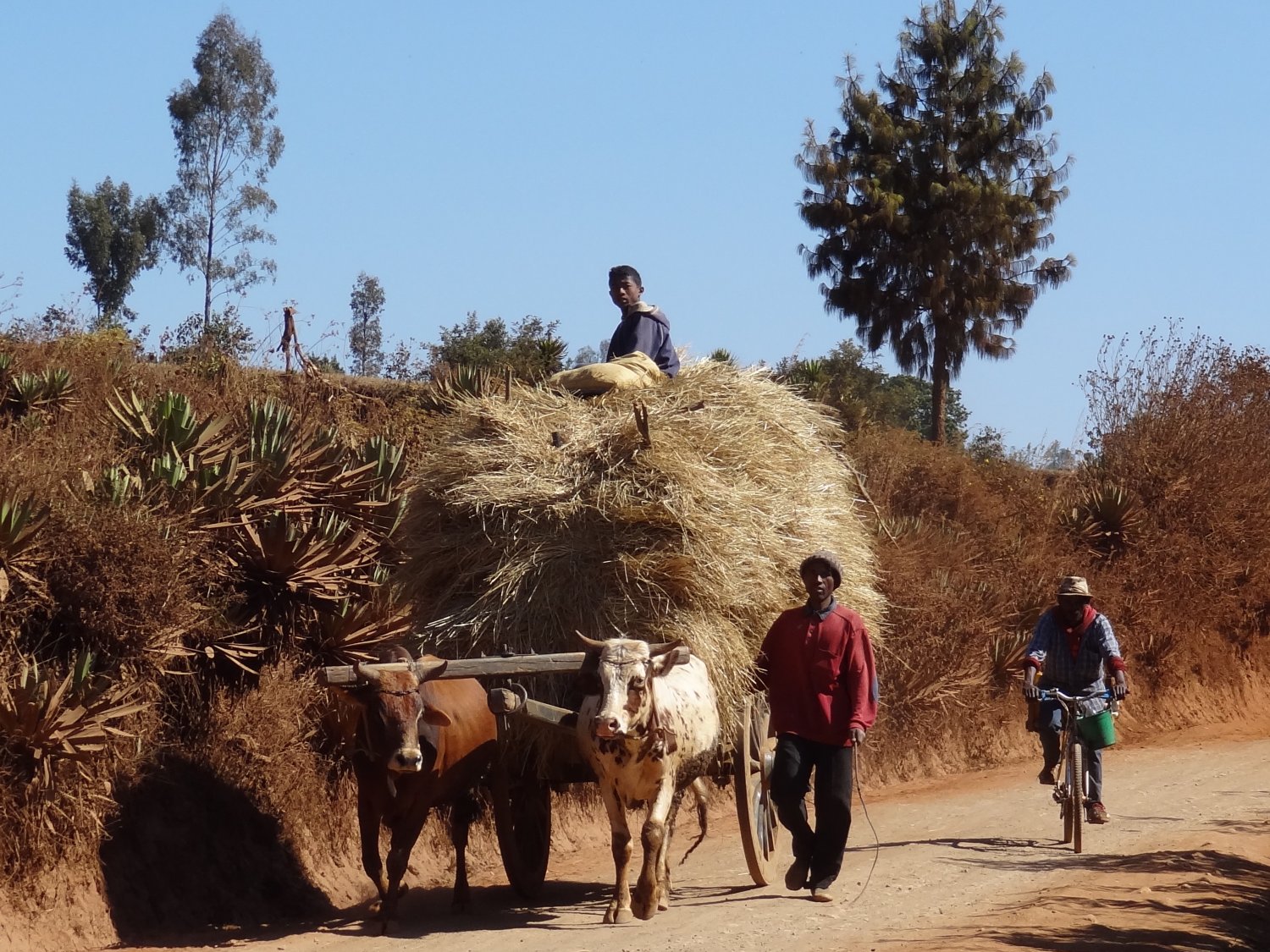 Madagascar fietstocht ossenkar