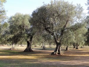 Italië Puglia olijvenboomgaard
