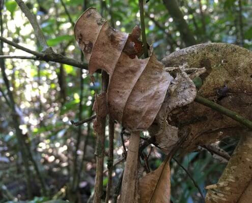 Madagascar leaftail gekko zoekplaatje