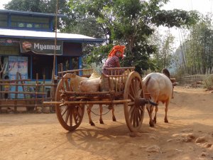 Myanmar trekking ossenkar