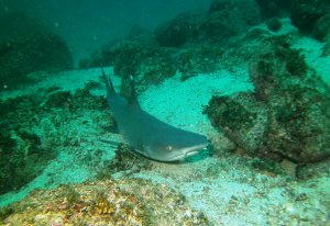 Panama Isla Coiba sharke