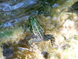 Kroatië Krka waterfalls frog