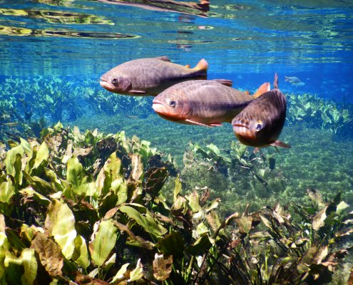 Bonito snorkelen bij Aquarium Natural