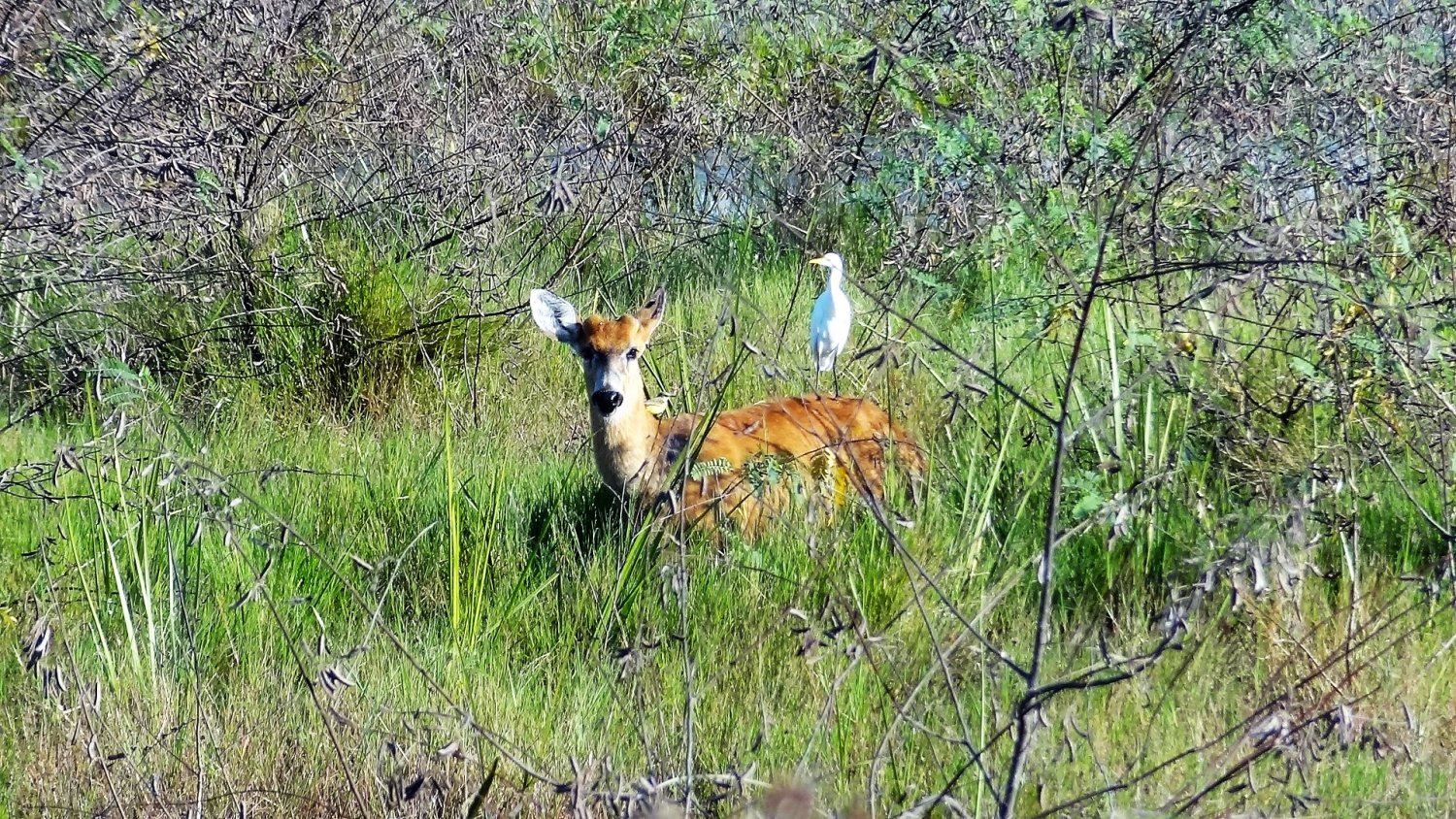 Pantanal deer