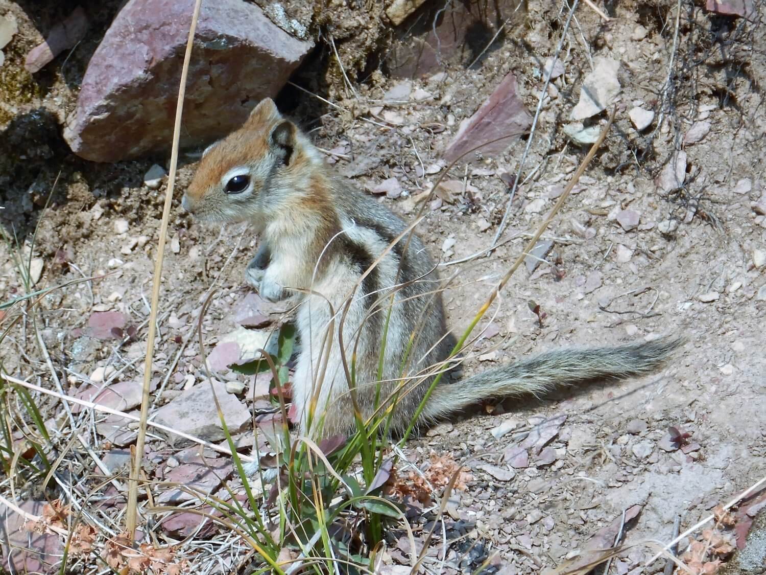 Glacier Park Squirrel