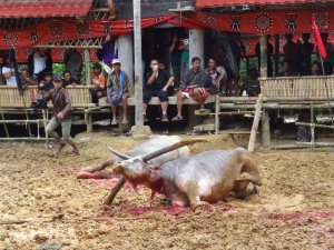 Sulawesi buffel ritueel