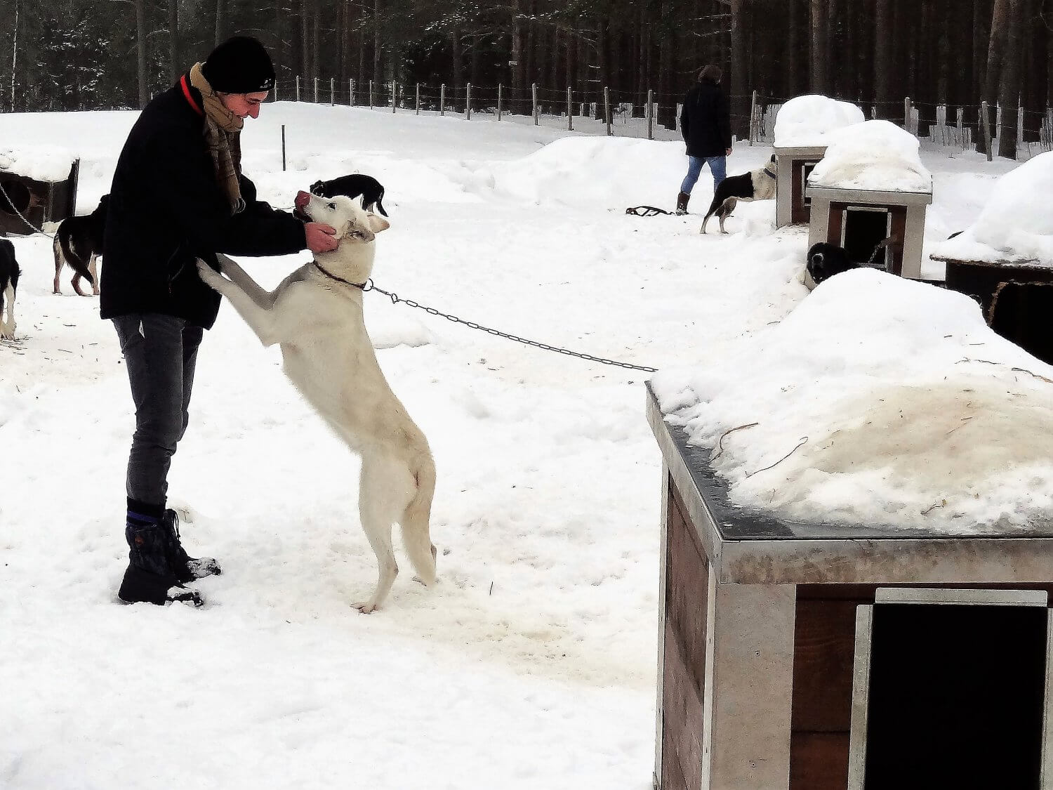 Noorwegen Huskyfarm honden knuffelen