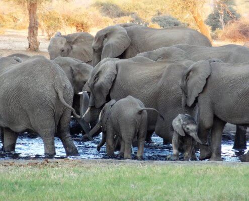 Botswana Senyati Olifantenspektakel