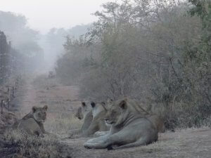 Marakele leeuwen in de vroege ochtend